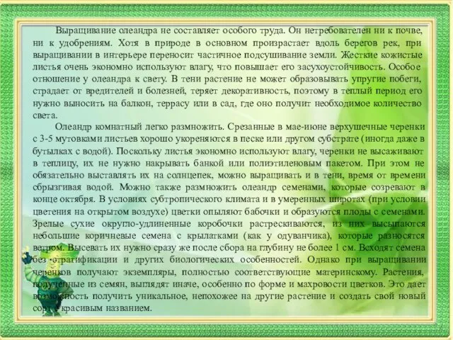 Выращивание олеандра не составляет особого труда. Он нетребователен ни к почве,