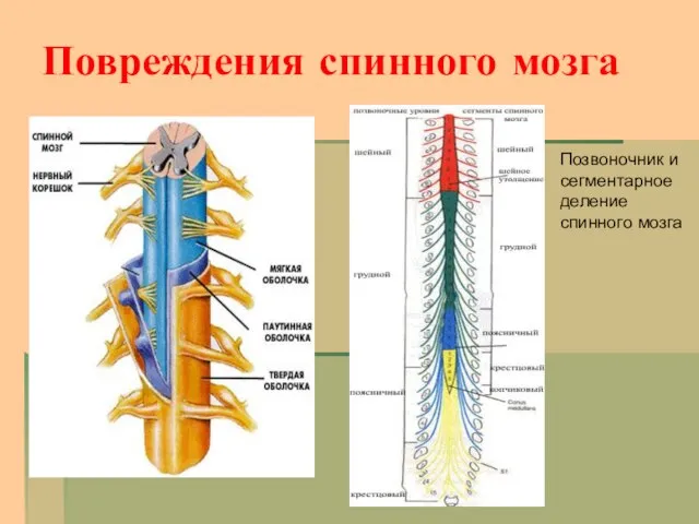 Повреждения спинного мозга Позвоночник и сегментарное деление спинного мозга