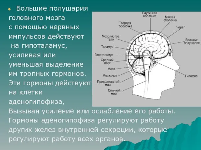Большие полушария головного мозга с помощью нервных импульсов действуют на гипоталамус,