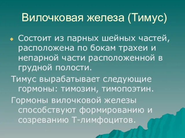 Вилочковая железа (Тимус) Состоит из парных шейных частей, расположена по бокам