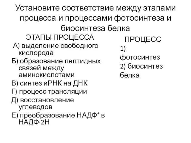 Установите соответствие между этапами процесса и процессами фотосинтеза и биосинтеза белка