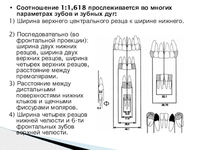 2) Последовательно (во фронтальной проекции): ширина двух нижних резцов, ширина двух