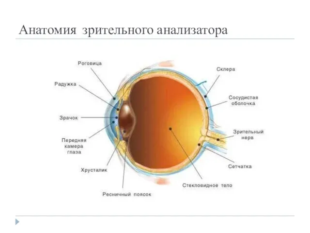 Анатомия зрительного анализатора