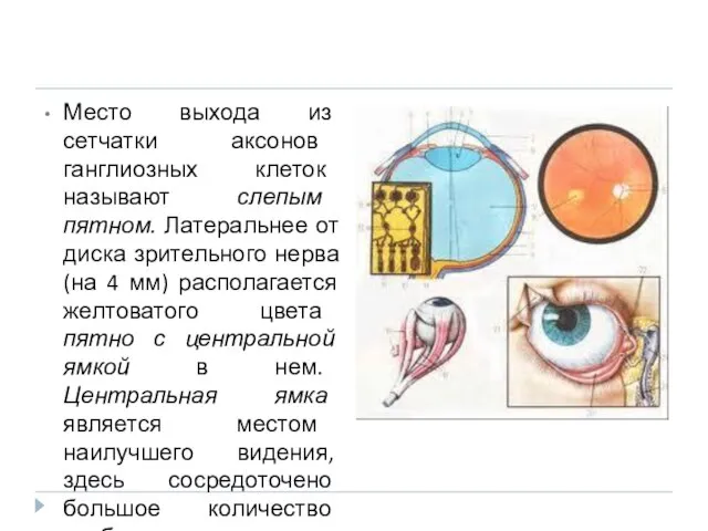 Место выхода из сетчатки аксонов ганглиозных клеток называют слепым пятном. Латеральнее