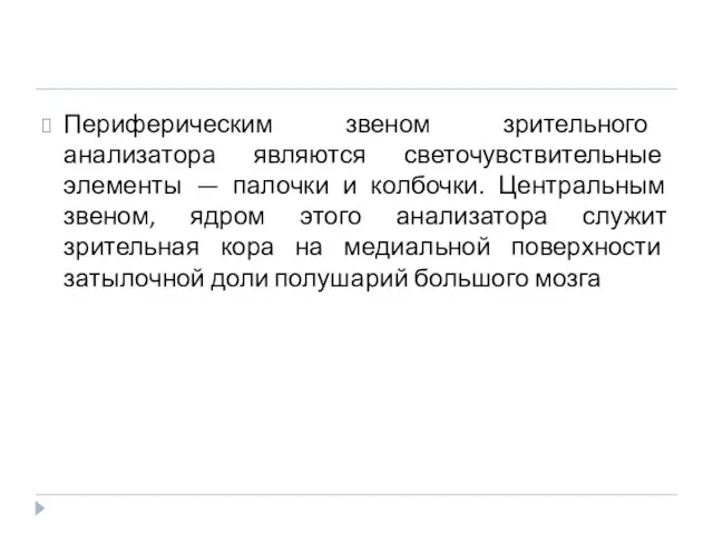 Периферическим звеном зрительного анализатора являются светочувствительные элементы — палочки и колбочки.