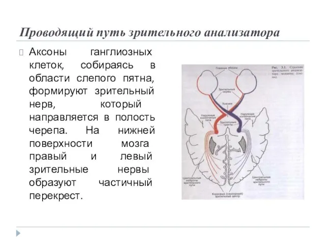 Проводящий путь зрительного анализатора Аксоны ганглиозных клеток, собираясь в области слепого