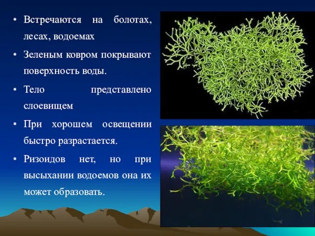 Встречаются на болотах, лесах, водоемах Зеленым ковром покрывают поверхность воды. Тело