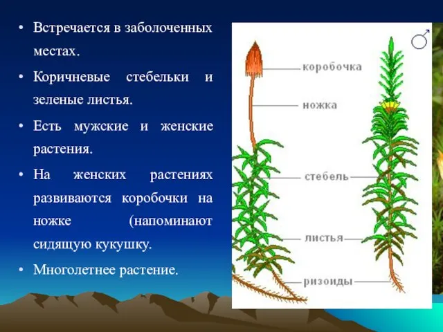 Встречается в заболоченных местах. Коричневые стебельки и зеленые листья. Есть мужские