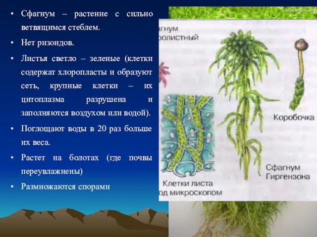 Сфагнум – растение с сильно ветвящимся стеблем. Нет ризоидов. Листья светло