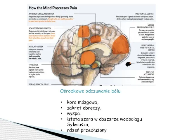 Ośrodkowe odczuwanie bólu kora mózgowa, zakręt obręczy, wyspa. istota szara w obszarze wodociągu Sylwiusza, rdzeń przedłużony