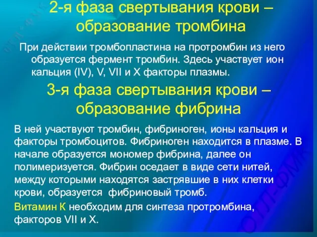 2-я фаза свертывания крови – образование тромбина При действии тромбопластина на