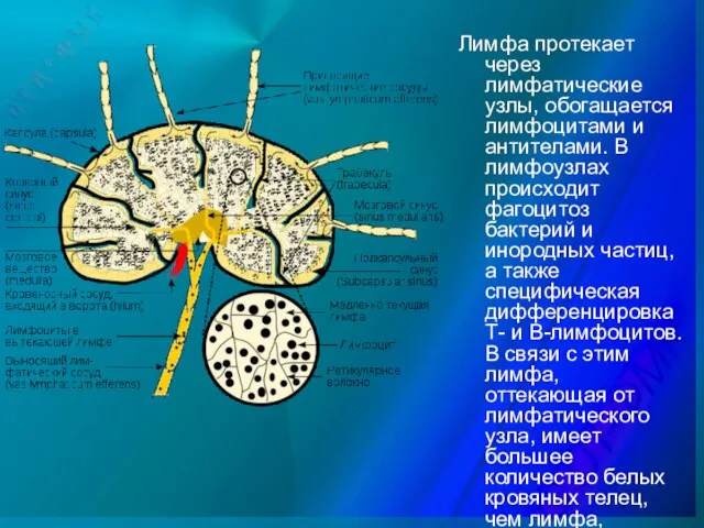 Лимфа протекает через лимфатические узлы, обогащается лимфоцитами и антителами. В лимфоузлах