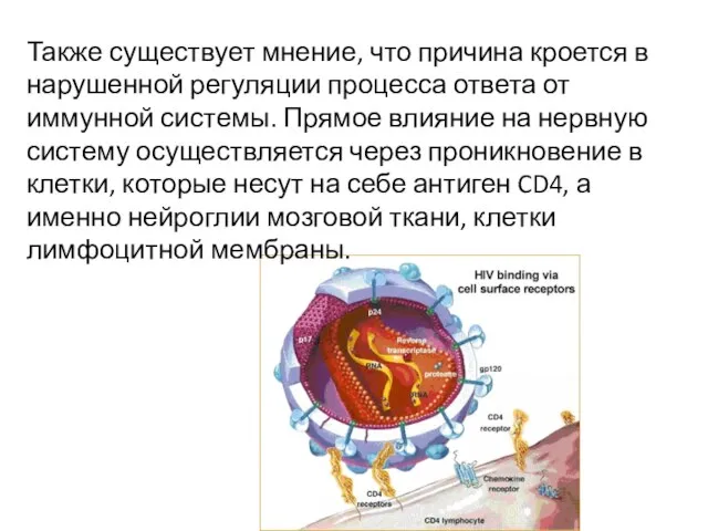 Также существует мнение, что причина кроется в нарушенной регуляции процесса ответа