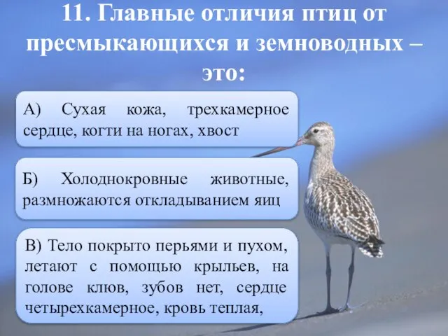 11. Главные отличия птиц от пресмыкающихся и земноводных – это: В)