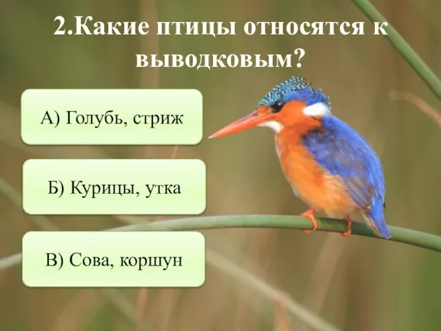 2.Какие птицы относятся к выводковым? Б) Курицы, утка В) Сова, коршун А) Голубь, стриж