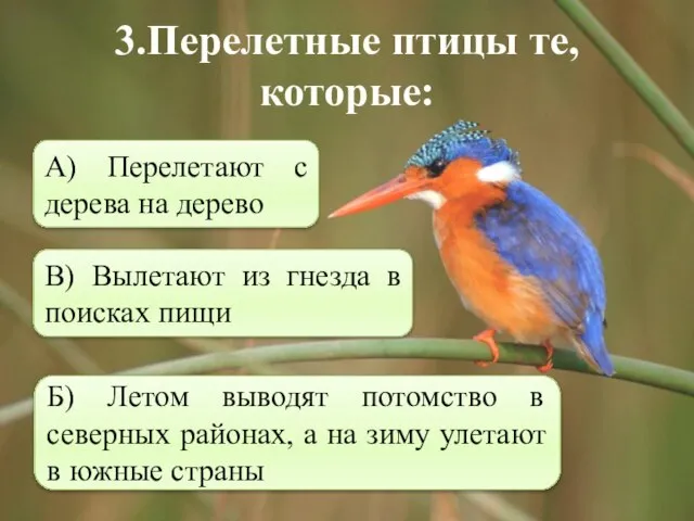 3.Перелетные птицы те, которые: Б) Летом выводят потомство в северных районах,