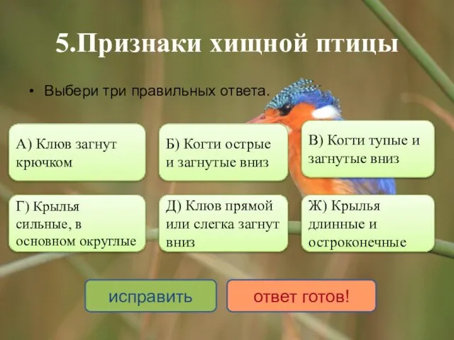 5.Признаки хищной птицы Выбери три правильных ответа. А) Клюв загнут крючком