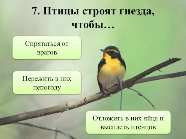 7. Птицы строят гнезда, чтобы… Отложить в них яйца и высидеть