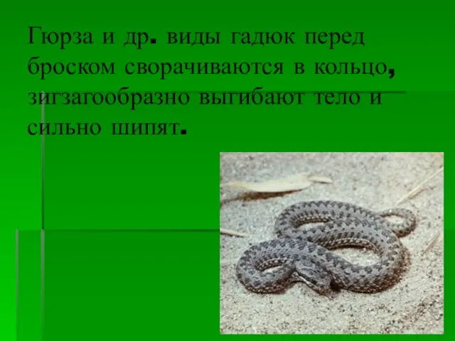 Гюрза и др. виды гадюк перед броском сворачиваются в кольцо, зигзагообразно выгибают тело и сильно шипят.