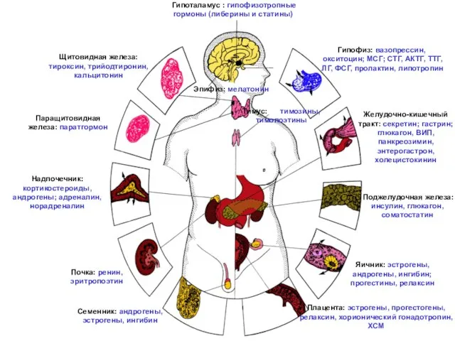 Гипоталамус : гипофизотропные гормоны (либерины и статины) Тимус: тимозины, тимопоэтины Гипофиз: