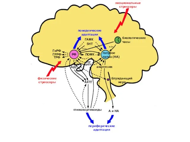 эмоциональные стрессоры физические стрессоры поведенческие адаптации периферические адаптации глюкокортикоиды А и