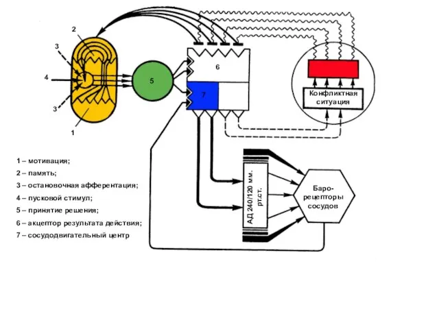 Баро-рецепторы сосудов Конфликтная ситуация АД 240/120 мм.рт.ст. 6 7 5 1