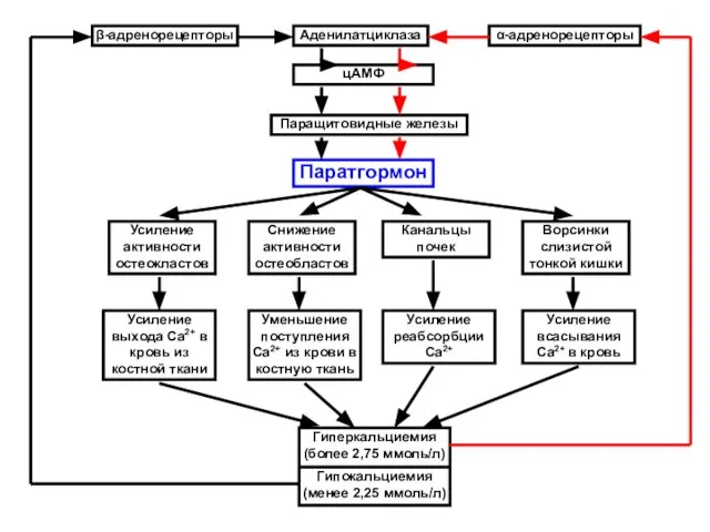 Аденилатциклаза цАМФ Паращитовидные железы Паратгормон Усиление активности остеокластов Снижение активности остеобластов