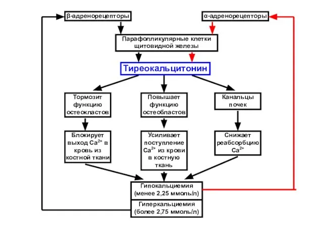 β-адренорецепторы α-адренорецепторы Парафолликулярные клетки щитовидной железы Тиреокальцитонин Тормозит функцию остеокластов Повышает