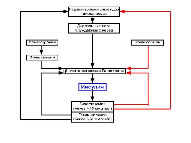 Паравентрикулярные ядра гипоталамуса Дорсальные ядра блуждающего нерва Соматотропин Соматомедин Соматостатин β-клетка островков Лангерганса Инсулин