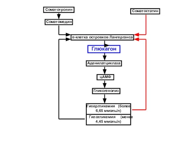 Соматотропин Соматостатин Соматомедин α-клетка островков Лангерганса Глюкагон Аденилатциклаза цАМФ Гликогенолиз