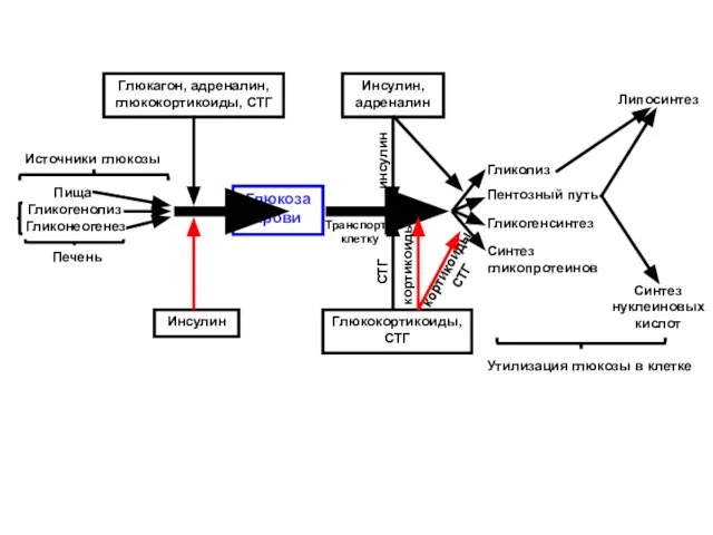 Глюкоза крови Глюкагон, адреналин, глюкокортикоиды, СТГ Инсулин Инсулин, адреналин Глюкокортикоиды, СТГ