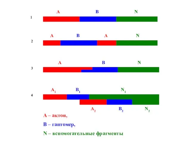 A – актон, В – гаптомер, N – вспомогательные фрагменты