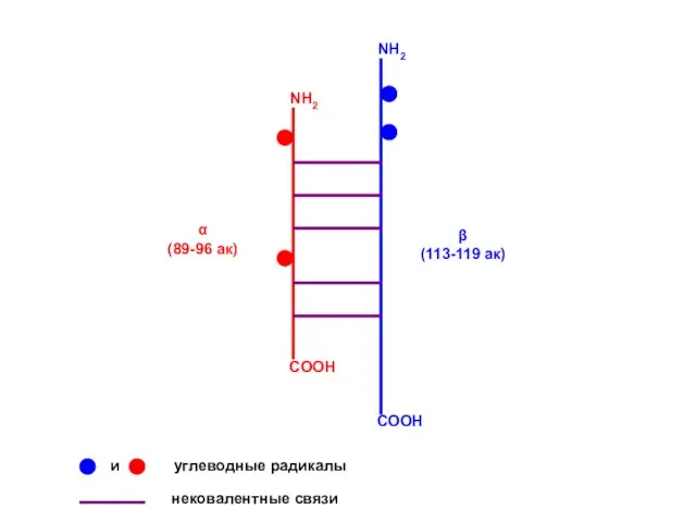 NH2 NH2 COOH COOH α (89-96 ак) β (113-119 ак) и углеводные радикалы нековалентные связи