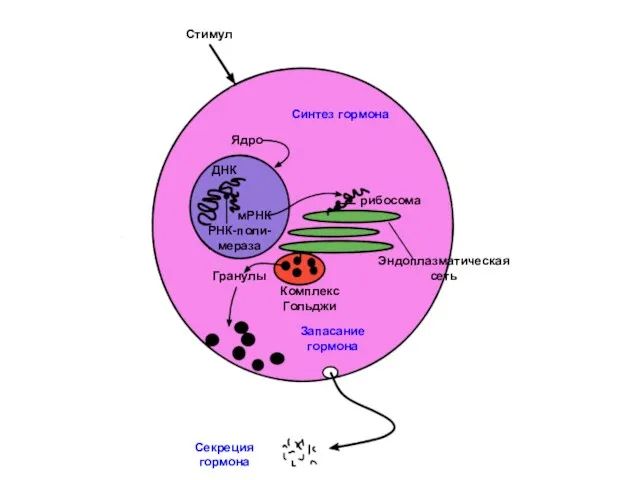 Стимул Ядро ДНК РНК-поли-мераза мРНК рибосома Эндоплазматическая сеть Комплекс Гольджи Гранулы