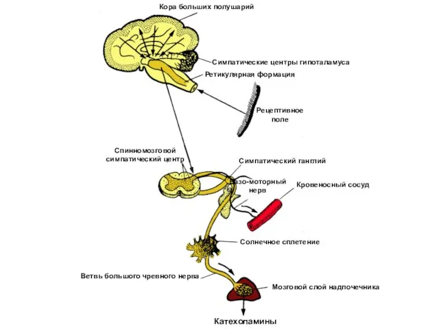 Катехоламины Мозговой слой надпочечника Ветвь большого чревного нерва Солнечное сплетение Вазо-моторный