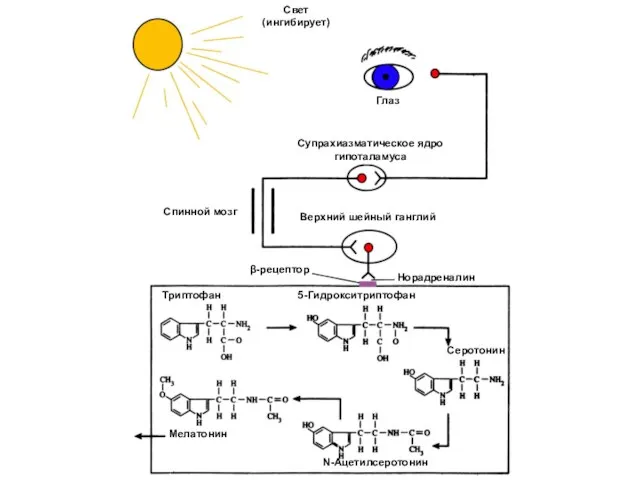 Свет (ингибирует) Глаз Супрахиазматическое ядро гипоталамуса Верхний шейный ганглий Спинной мозг