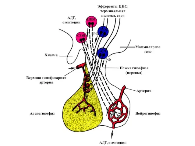Эфференты ЦНС: терминальная полоска, свод ПВЯ СОЯ АДГ, окситоцин РФ РФ
