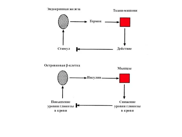 Эндокринная железа Гормон Ткани-мишени Действие Стимул Инсулин Мышцы Снижение уровня глюкозы