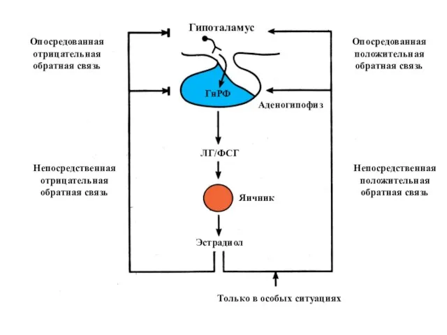 Гипоталамус Опосредованная положительная обратная связь Непосредственная положительная обратная связь Только в
