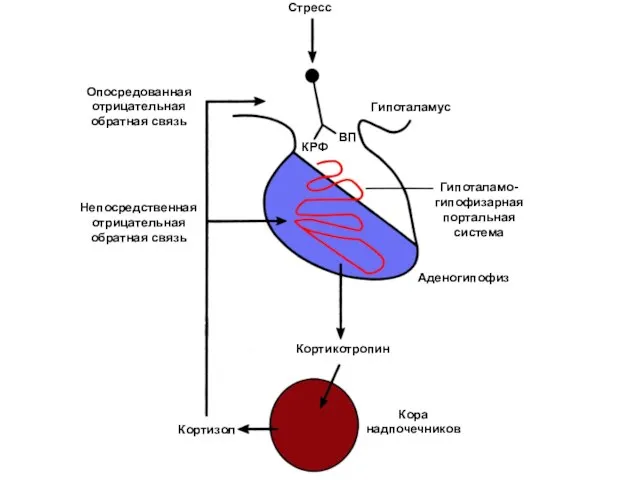 Кора надпочечников Кортизол Аденогипофиз Кортикотропин Непосредственная отрицательная обратная связь Гипоталамо-гипофизарная портальная