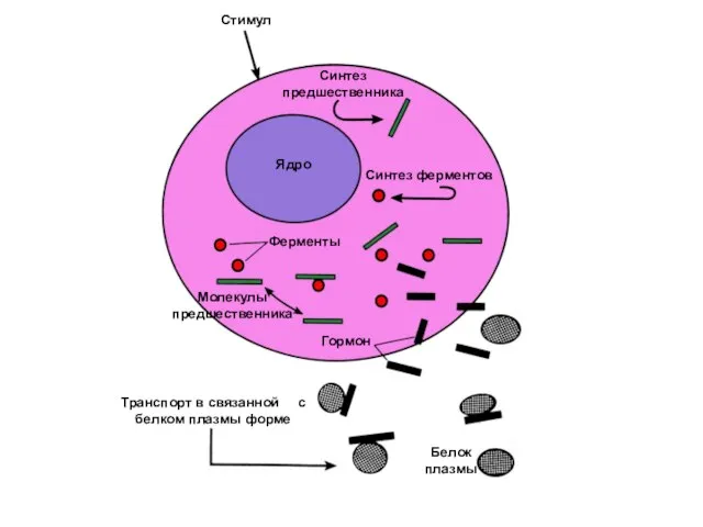 Стимул Ядро Синтез предшественника Синтез ферментов Ферменты Гормон Молекулы предшественника Белок