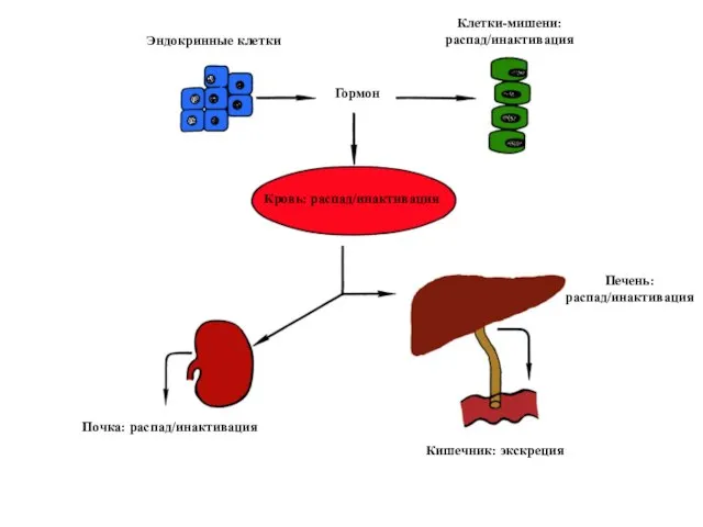 Кровь: распад/инактивация Почка: распад/инактивация Печень: распад/инактивация Кишечник: экскреция Гормон Клетки-мишени: распад/инактивация Эндокринные клетки