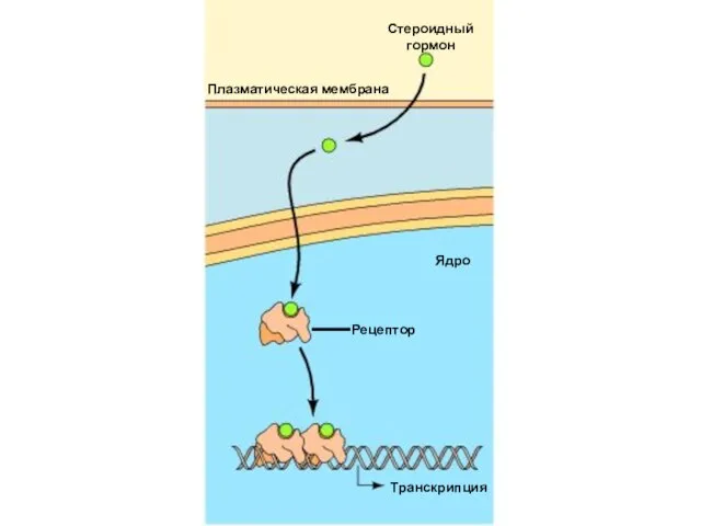 Стероидный гормон Ядро Рецептор Плазматическая мембрана Транскрипция