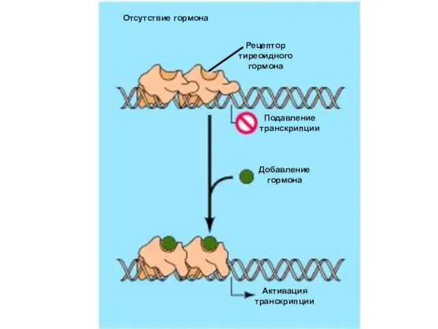 Отсутствие гормона Рецептор тиреоидного гормона Подавление транскрипции Добавление гормона Активация транскрипции