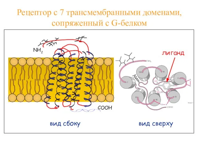 лиганд вид сбоку вид сверху СООН NH2 Рецептор с 7 трансмембранными доменами, сопряженный с G-белком