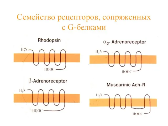 Семейство рецепторов, сопряженных с G-белками