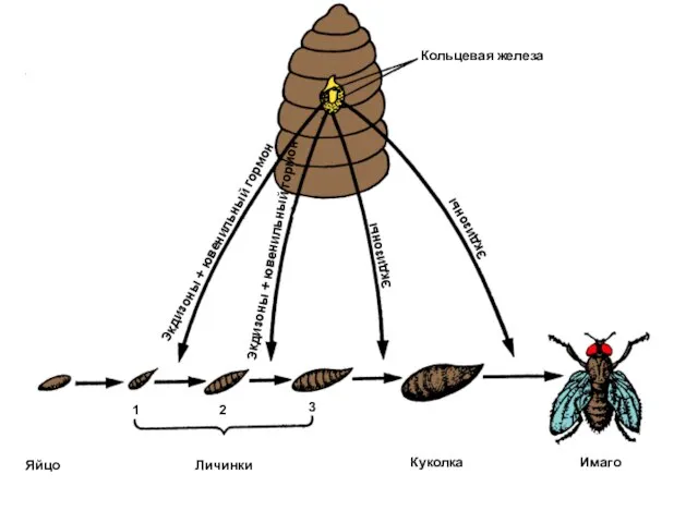 Кольцевая железа 1 2 3 Яйцо Личинки Куколка Имаго Экдизоны Экдизоны
