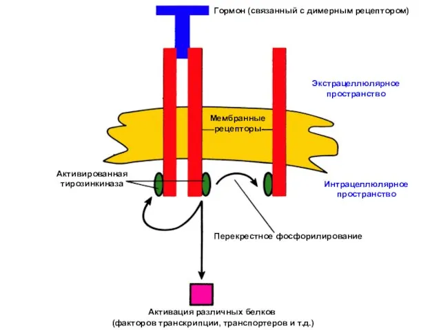 Активация различных белков (факторов транскрипции, транспортеров и т.д.)