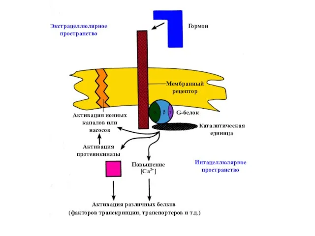 Гормон Экстрацеллюлярное пространство Мембранный рецептор Каталитическая единица Интацеллюлярное пространство Активация ионных