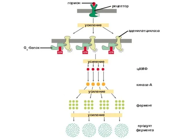 усиление усиление усиление усиление цАМФ киназа-А фермент продукт фермента рецептор гормон аденилатциклаза Gs-белок